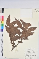 藏品(披針葉饅頭果)的圖片