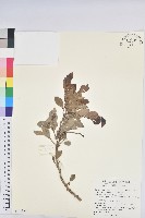 藏品(細葉饅頭果)的圖片