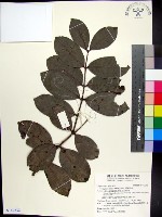 藏品(蘭嶼赤楠)的圖片