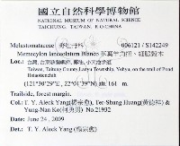 藏品(革葉羊角扭、細脈榖木)的圖片