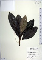 藏品(鈍葉大果漆, 小葉大果漆)的圖片