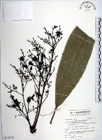 藏品(臺東漆樹)的圖片