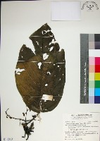 藏品(紅頭咬人狗)的圖片