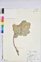 藏品(白樹仔)的圖片