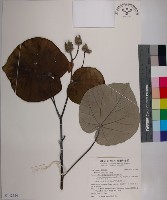 藏品(黃槿)的圖片