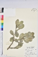 藏品(白樹仔)的圖片