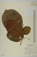 藏品(欖仁)的圖片