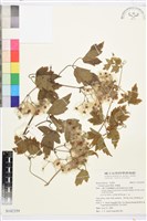 藏品(串鼻龍)的圖片