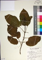 藏品(臭娘子)的圖片