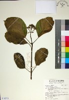 藏品(臭娘子)的圖片