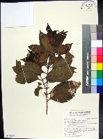 藏品(蘭嶼赤楠)的圖片