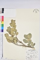 藏品(白樹仔)的圖片