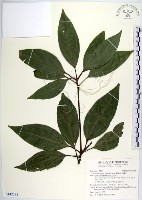 藏品(白新木薑子)的圖片