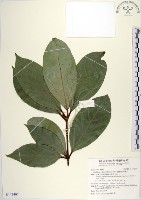 藏品(蘭嶼新木薑子)的圖片