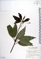 藏品(白新木薑子)的圖片