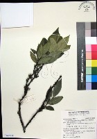 藏品(革葉羊角扭、細脈榖木)的圖片