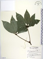 藏品(蘭嶼新木薑子)的圖片