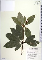 藏品(蘭嶼新木薑子)的圖片