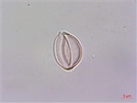 藏品(蘭嶼水絲麻)的圖片