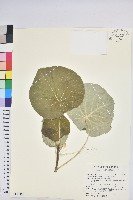 藏品(圓葉血桐)的圖片