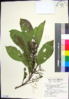 藏品(紅頭李欖)的圖片