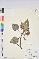 藏品(紅肉橙蘭、華血桐)的圖片