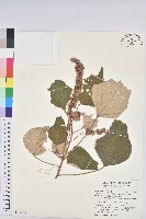 藏品(白匏子)的圖片