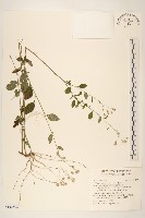 藏品(一枝香)的圖片