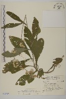 藏品(裡白艾納香)的圖片