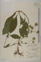 藏品(地膽草、毛蓮菜)的圖片