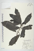 藏品(桃葉珊瑚)的圖片