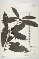 藏品(桃葉珊瑚)的圖片