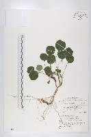 藏品(倒卵葉裂緣花)的圖片