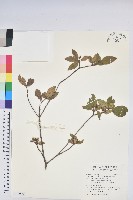 藏品(金毛杜鵑)的圖片