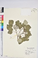 藏品(圓葉血桐)的圖片