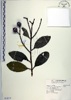 藏品(蘭嶼福木、林氏福木)的圖片