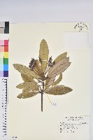 藏品(臺灣杜鵑)的圖片