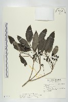 藏品(耿氏虎皮楠)的圖片