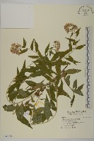 藏品(臺灣馬蘭)的圖片