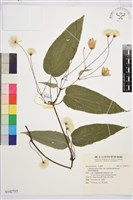 藏品(薄單葉鐵線蓮)的圖片