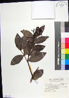 藏品(疏脈赤楠)的圖片