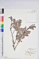 藏品(凹葉越橘)的圖片