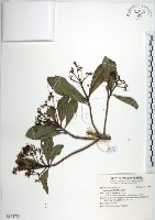 藏品(樹杞)的圖片