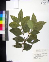 藏品(革葉羊角扭、細脈榖木)的圖片