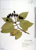 藏品(蘭嶼肉桂)的圖片