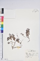 藏品(高山白珠樹)的圖片