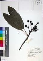 藏品(山枇杷、臺灣枇杷)的圖片