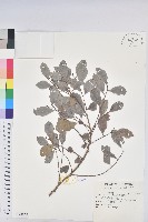 藏品(細葉饅頭果)的圖片