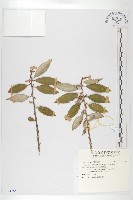 藏品(玉山胡頹子)的圖片