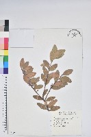 藏品(凹葉越橘)的圖片